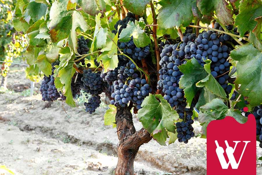 Czarne wino z Argentyny – skąd się bierze światowa sława Malbeca?