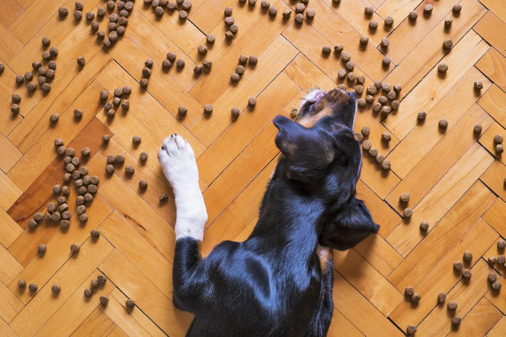 Wybór karmy dla psów – mokra czy sucha?