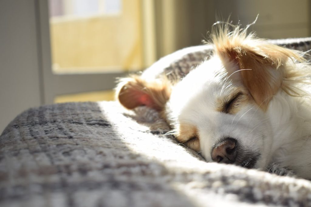 Innowacyjne rozwiązanie w kwestii opieki nad zwierzętami – hotel dla psów!